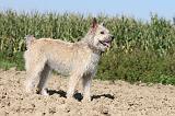 BOUVIER DES ARDENNES 080